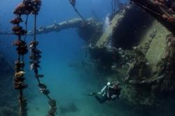 Marsa Alam - Red Sea Dive Holiday. Hamada wreck.